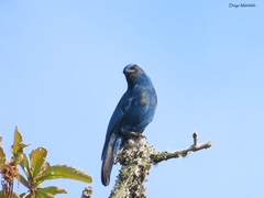 Aphelocoma unicolor unicolor