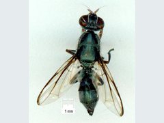 Plagiostenopterina aenea