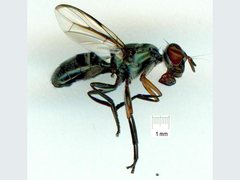 Plagiostenopterina aenea