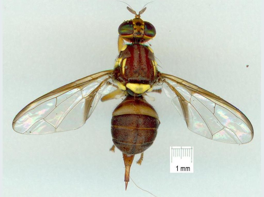 Northern Territory Fruit Fly