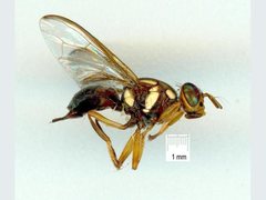 Bactrocera tryoni