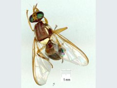 Bactrocera tryoni