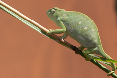 Senegal Chameleon photo 4