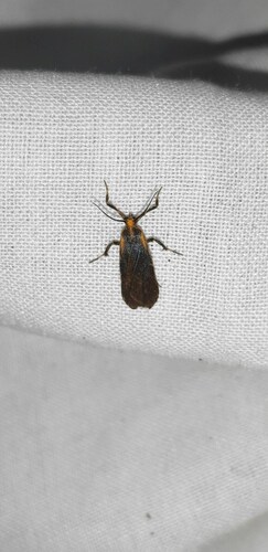 Lycomorphodes epatra