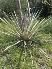Agave tequilana