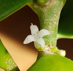 Hydnophytum papuanum