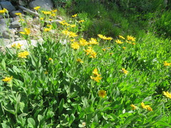 Arnica chamissonis