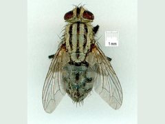 Sarcophaga aurifrons