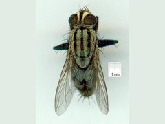 Sarcophaga aurifrons