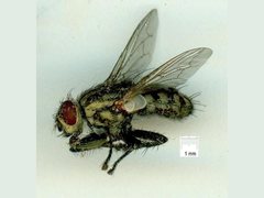 Sarcophaga aurifrons