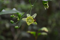 Passiflora sexocellata