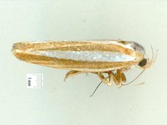 Catoryctis subparallela