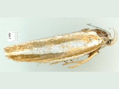 Catoryctis subparallela