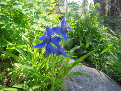 Delphinium depauperatum