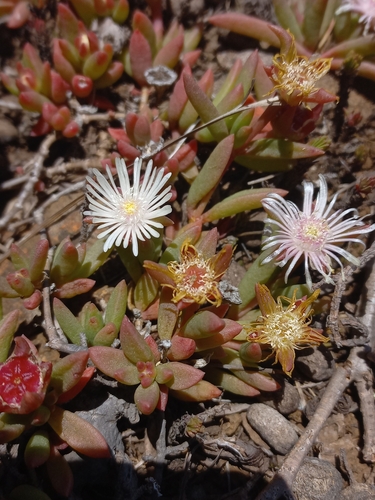 Delosperma caespitosum, photograph 3