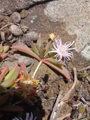 Delosperma caespitosum, photograph (c) Brian du Preez, some rights reserved (CC BY-SA)
