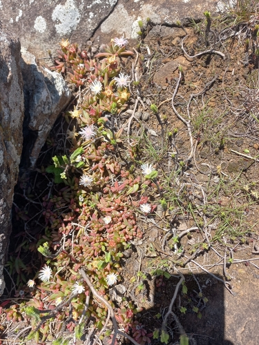 Image of Delosperma caespitosum by (c) Brian du Preez, some rights reserved (CC BY-SA)