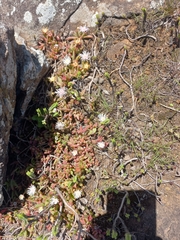Delosperma caespitosum, photograph (c) Brian du Preez, some rights reserved (CC BY-SA)