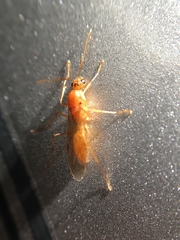 Camponotus festinatus