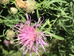 Centaurea