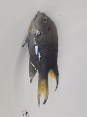 Freshwater Damselfish photo 4