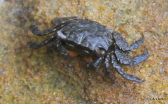 Parasesarma erythodactylum