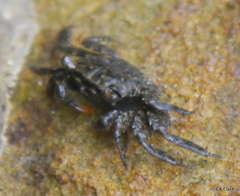Parasesarma erythodactylum