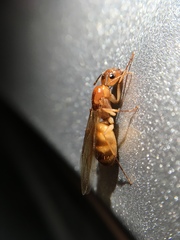 Camponotus festinatus