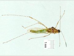 Gampsocoris pacificus