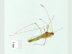 Gampsocoris pacificus