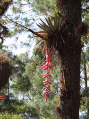 Tillandsia eizii