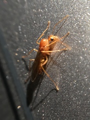 Camponotus festinatus