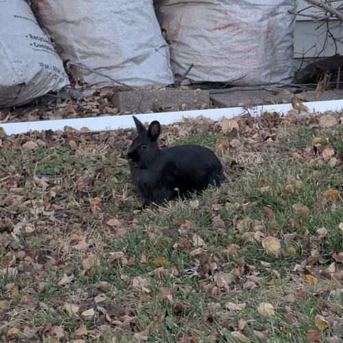 European Rabbit photographed in Nebraska