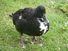 Anas platyrhynchos domesticus