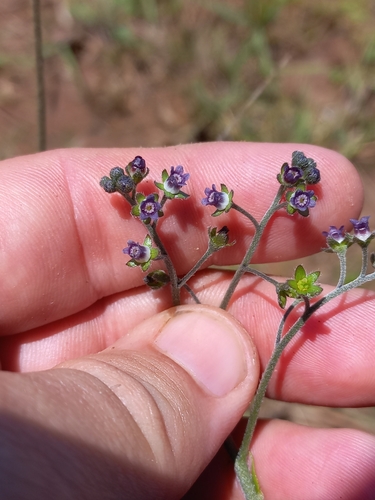 Magenta Hounds Tongue (Cynoglossum hispidum)