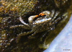 Parasesarma erythodactylum