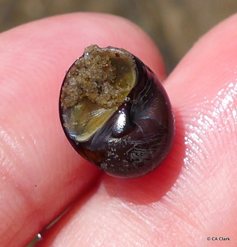 Sordid Moon Snail