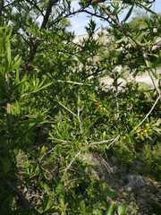 Castela erecta