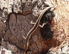 Cryptoblepharus