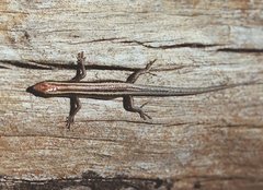 Cryptoblepharus
