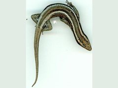 Cryptoblepharus