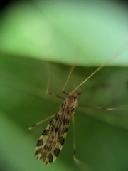 Ilisia maculata