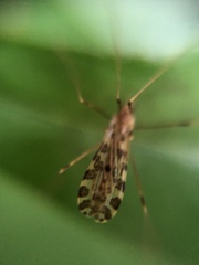 Ilisia maculata
