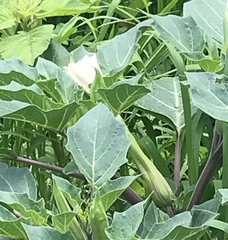 Datura innoxia