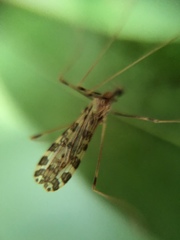 Ilisia maculata