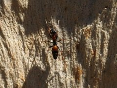 Opisthopsis picta