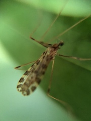 Ilisia maculata
