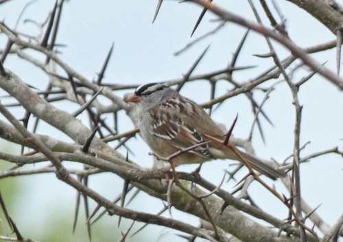 White-crowned Sparrow photographed in Louisiana