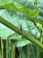 Nephrotoma cornicina