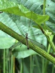 Nephrotoma cornicina